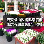 西双版纳悦椿温泉度假酒店五周年敬献,持续缔造传承向善养修之旅(图1) 西双版纳悦椿温泉度假酒店五周年敬献,持续缔造传承向善养修之旅(图1)