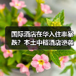 国际酒店在华入住率暴跌?本土中档酒店逆袭真相(图2) 国际酒店在华入住率暴跌?本土中档酒店逆袭真相(图2)