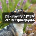 国际酒店在华入住率暴跌?本土中档酒店逆袭真相(图1) 国际酒店在华入住率暴跌?本土中档酒店逆袭真相(图1)