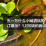 五一为什么小城酒店预订爆涨？1200块的教训告诉你真相